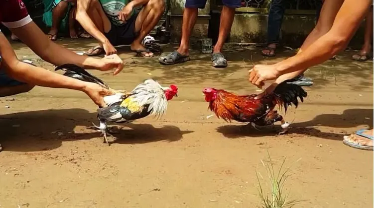 Đá Gà Tre Nơi Có Trận Đấu Hấp Dẫn Kịch Tính Số 1 2 Nguồn gốc và lịch sử của gà tre Thomo