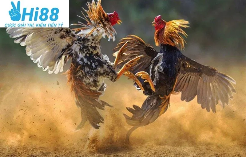 Hướng Dẫn Tham Gia Đá Gà Asil Hi88 – Bộ Môn Cá Cược Thú Vị 2025 3 Mẹo đặt cược thắng lớn khi xem Đá Gà Asil Hi88