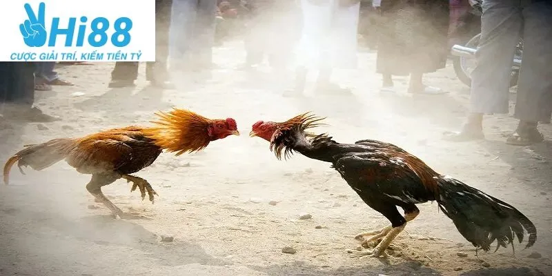 Đá Gà Casino Hi88: Cá Cược Uy Tín Hot Nhất 2025 3 Tham Gia Cá Cược Đá Gà Online: Hướng Dẫn Chi Tiết