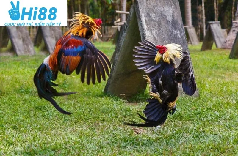 Đá Gà Chọi Cuba Hi88 - Chuyên Mục Siêu Hot Mới Nhất 2025 4 Dựa vào đâu mà giá giống Đá Gà Chọi Cuba Hi88 được cập nhật cao đến thế