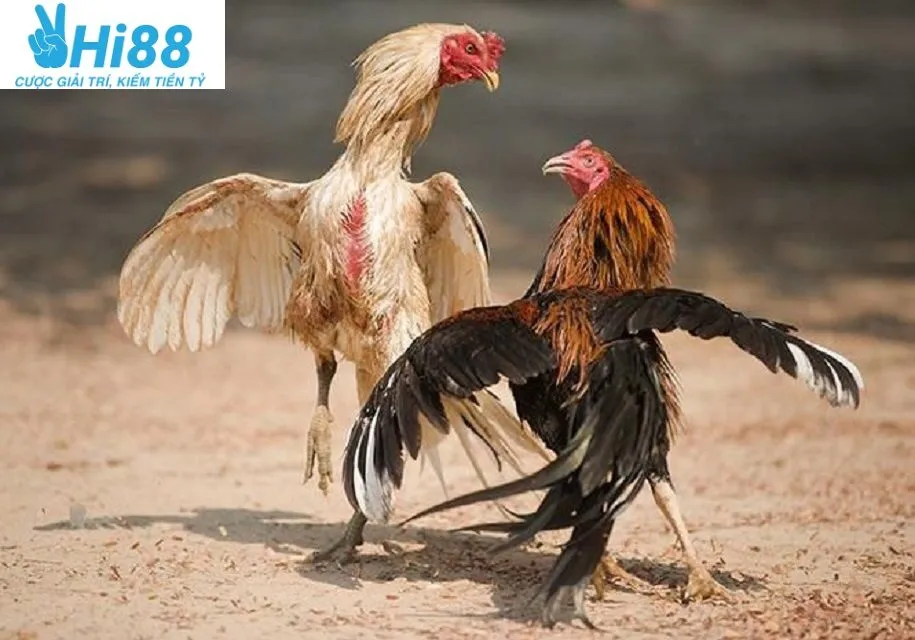 Đá Gà Cựa Dao Hi88 – Cá Cược Đá Gà Hot Nhất 2025 2 Hình thức chọi gà phổ biến và chuyên nghiệp