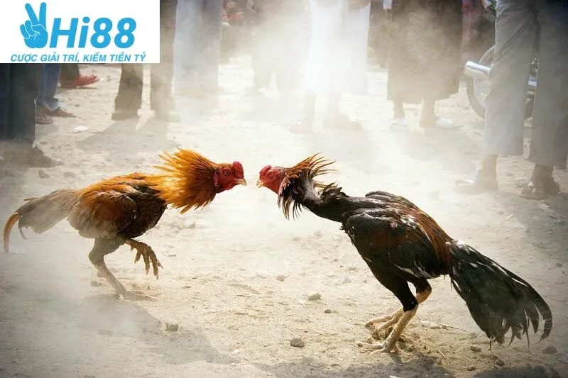 Đá Gà Cựa Sắt Hi88 - Cá Cược Uy Tín Hàng Đầu Tại Nhà Cái 2025 2 Đá Gà Cựa Sắt Hi88