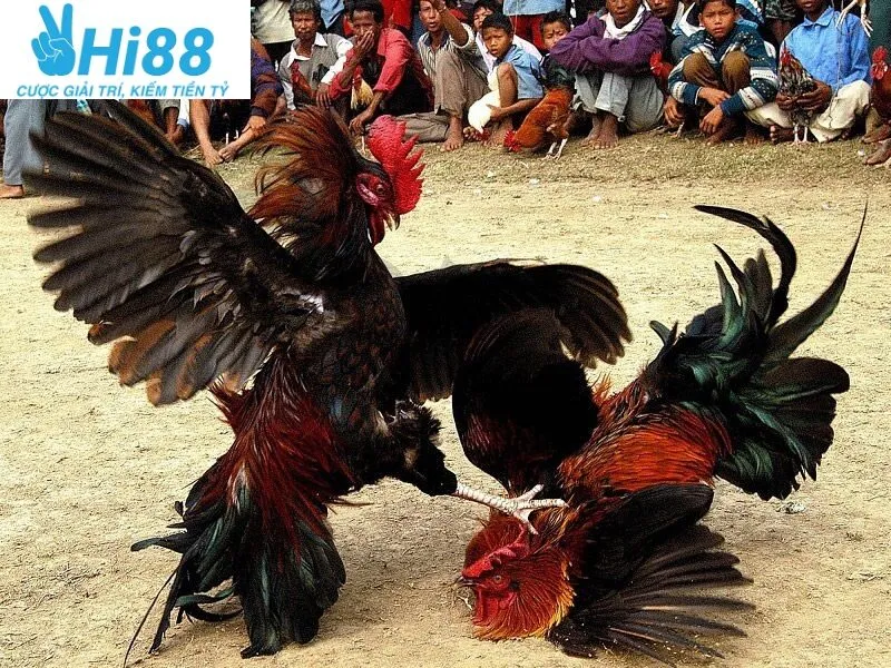 Đá Gà Cựa Sắt Hi88 - Cá Cược Uy Tín Hàng Đầu Tại Nhà Cái 2025 3 Cược Đá Gà Cựa Sắt Hi88 với 3 lựa chọn