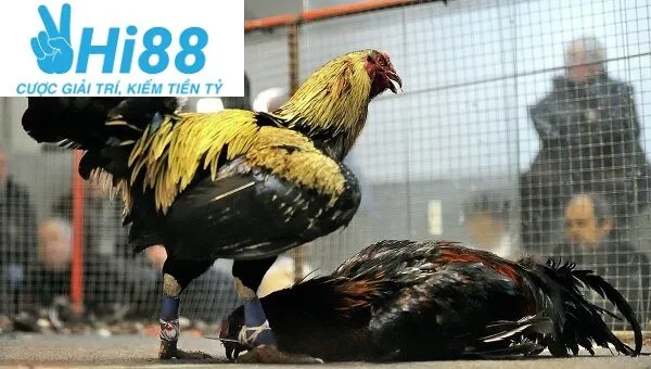 Đá Gà Cựa Sắt Hi88 - Cá Cược Uy Tín Hàng Đầu Tại Nhà Cái 2025 4 Thành công của kênh đá gà cực sắt Hi88