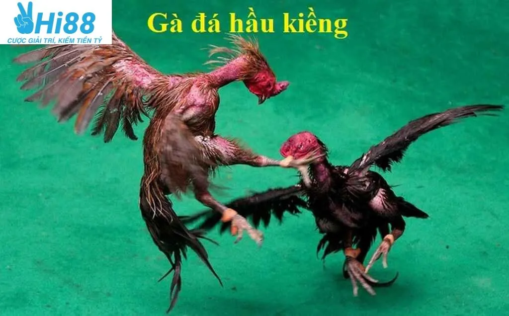 Gà Đá Hầu Kiềng Hi88: Sàn Cá Cược Siêu Rực Lửa 2025 2 Gà Đá Hầu Kiềng Hi88 là gì?