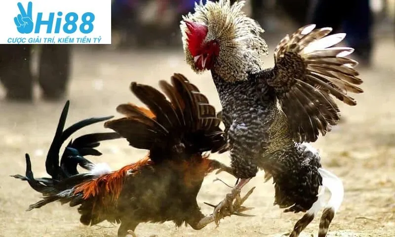 Gà Đá Hầu Kiềng Hi88: Sàn Cá Cược Siêu Rực Lửa 2025 4 Cách chọn Gà Đá Hầu Kiềng Hi88 chuẩn