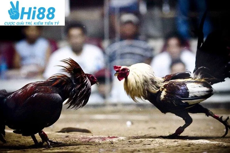 Đá Gà Mỹ Hi88 2025: Các Chiến Kê Hoa Kỳ 2025 3 Đặc điểm của giống gà đá Mỹ