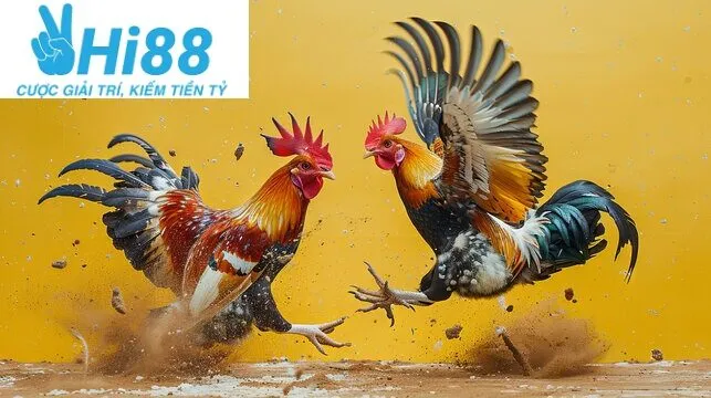 Đá Gà Shamo Hi88: Tham Giá Cá Cược Gà Hot Nhất Hiện Nay 2025 3 Các giống Đá Gà Shamo Hi88 được yêu thích nhất